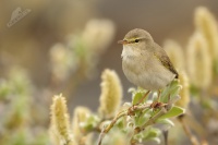 Budnicek vetsi - Phylloscopus trochilus - Willow Warbler 2823